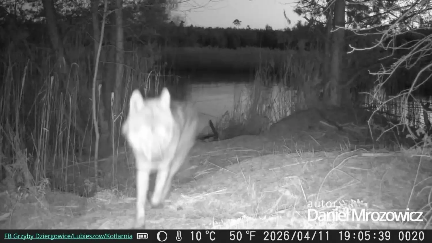 Wilk w Dziergowicach
