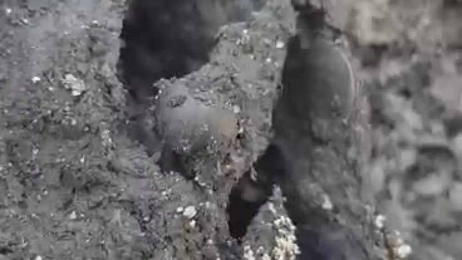 Filmik uwieczniający moment odnalezienia denara Władysława Łokietka podczas prac archeologicznych prowadzonych na kozielskim rynku